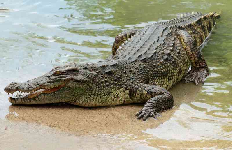 crocodile - reptiles with detailed facts including diet, lifespan, weight and habitat information