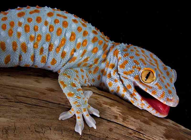 gecko - reptiles with detailed facts including diet, lifespan, weight and habitat information