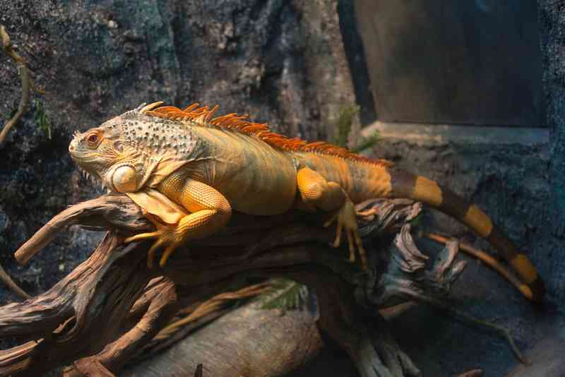 iguana - reptiles with detailed facts including diet, lifespan, weight and habitat information