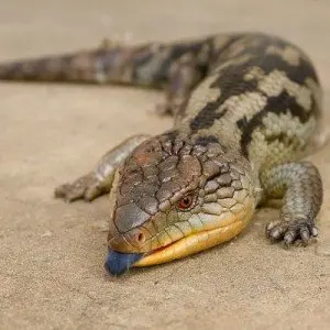 lizard - reptiles with detailed facts including diet, lifespan, weight and habitat information