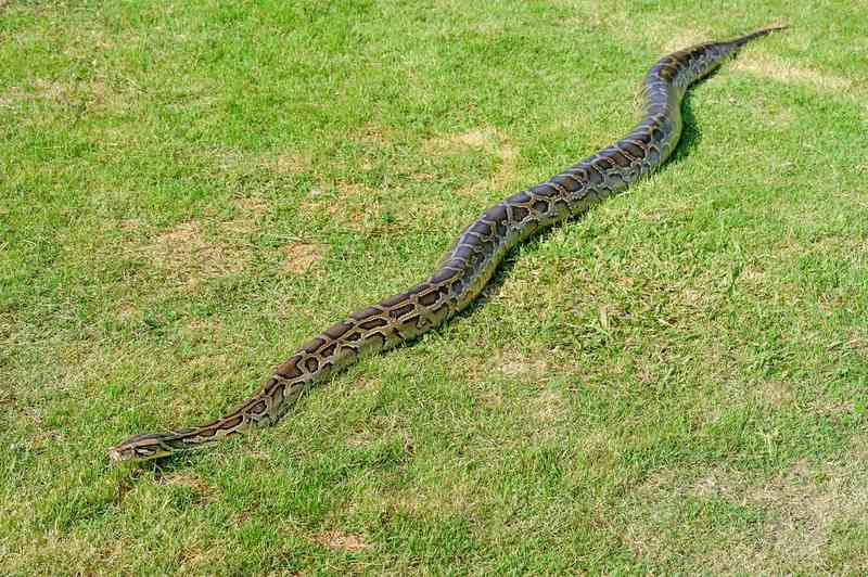 python - reptiles with detailed facts including diet, lifespan, weight and habitat information
