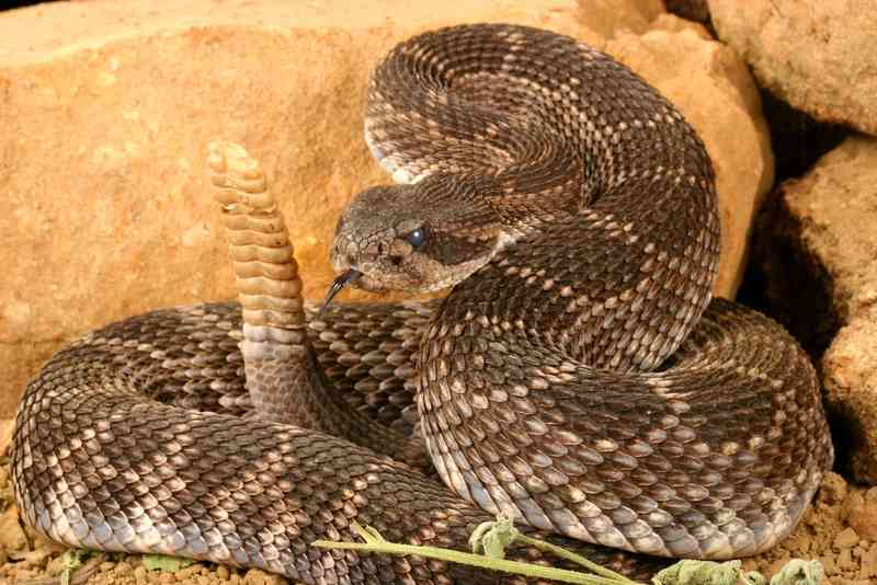 rattlesnake - reptiles rattlesnake - reptiles with detailed facts including diet, lifespan, weight and habitat information