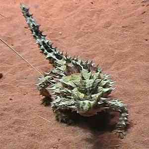 thorny devil - reptiles with detailed facts including diet, lifespan, weight and habitat information