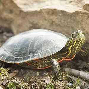 turtle - reptiles with detailed facts including diet, lifespan, weight and habitat information